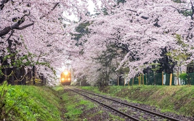 桜トンネルと「走れメロス号」太宰治ゆかりの地！青森県「芦野公園」の桜の見頃は？