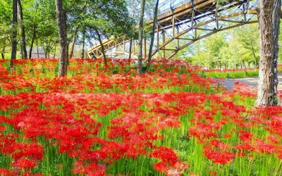埼玉県日高市・巾着田の「曼珠沙華まつり」は日本最大級の500万本以上の彼岸花が咲き誇る！一面に広がる真紅の絨毯は見とれるほどの美しさ。