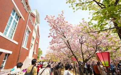 Osaka Mint's "Cherry Blossom Passage" is a springtime tradition in Osaka. Cherry blossoms at the Mint Bureau! Introducing the best time to see and highlights of the cherry blossoms.
