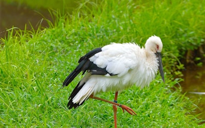 Introducing the Research Facility Breeding the Extinct Oriental Stork! Observing the Precious, Endangered Bird at Hyogo Park!