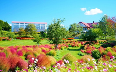 北海道的科基亚名胜"柚子花园"，各种花景纷至沓来的治愈空间！在鲜花盛开的庭院里慢慢散步吧！