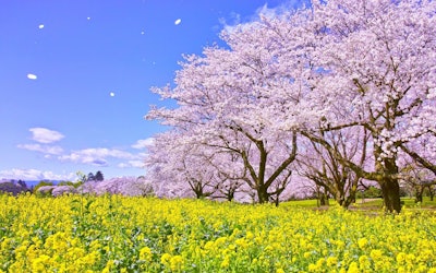フォトコンテスト「桜」の作品紹介 お城やお寺、桜並木まで美しい桜の写真10選をお届けします