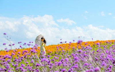 The Flower Fields at Yakurai Garden in Miyagi Prefecture Are Breathtaking! A Look at the Beautiful Sightseeing Destination Popular on Instagram!