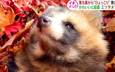 Adorable Little Faces Peeking out From Under the Fallen Leaves – This Video of Japanese Raccoon Dogs Is Making the Rounds on the Internet! Why Are They Burying Into the Fallen Leaves? Here’s an Introduction to the Raccoon Dogs of Hokkaido’s Obihiro Zoo !