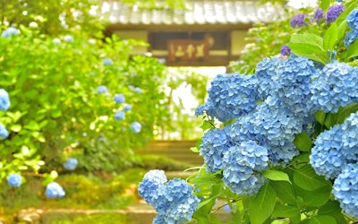 1200株色彩鮮豔的繡球花盛開的美麗絕景展現在宮城縣仙台市的「仙台繡球寺資福寺」！在大自然和日本充滿歷史文化的地方度過治癒的時間！