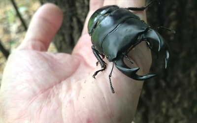 An Exciting Search! Catch the Phantom Giant Stag Beetle! Where Can You Find This Elusive Species?