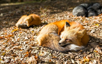 Play With Adorable Foxes at Zao Fox Village in Miyagi Prefecture. This Facility, Where Approximately 100 Foxes Run Free, Is Sure to Make for a Memorable Experience!