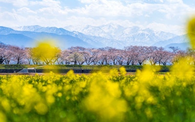 Spring Quartet: Enjoy Cherry Blossoms Along the Funakawa River in Toyama! Beautiful Views That Only a Drone Could Capture!