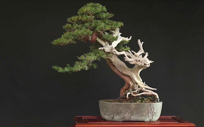 The Amazing World of Bonsai! Learn About the Expert Techniques, the Beauty of the Natural Materials, and How They Combine With the Artist's Personal Touch to Create a Wonderful and Unique Work of Art!