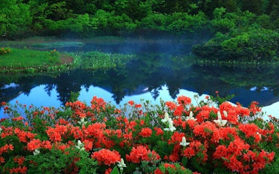 青森县田代平湿原的观光动画！八甲田连峯上体验最古老的湿原魅力吧！
