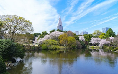 There's So Much Nature in Shinjuku, Tokyo, a City Filled With Skyscrapers! The Beautiful Cherry Blossoms in Full Bloom at Shinjuku Gyoen National Garden Are Magical!