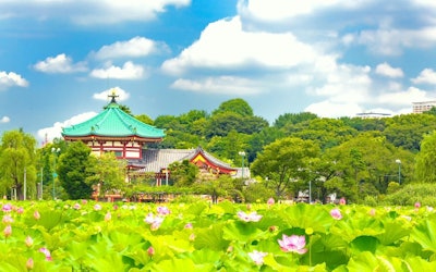 The Beautiful Lotuses in Shinobazu Pond Are Absolutely Breathtaking! Introducing the Sights and Sounds of Ueno Park, Located in Taito City, Tokyo!
