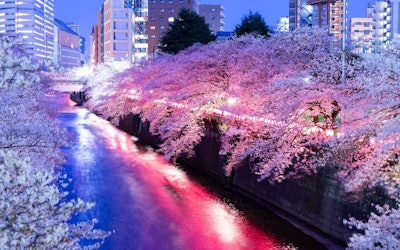 一举介绍在东京市内可以看到的人气夜樱花景点！梦幻般的灯光照耀的夜樱，与白天的樱花不同，美丽！