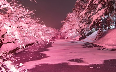 青森県「弘前公園」で冬に満開の桜？ 煌めくピンクが美しい「冬に咲くさくらライトアップ」を動画で。季節のライトアップ情報も紹介