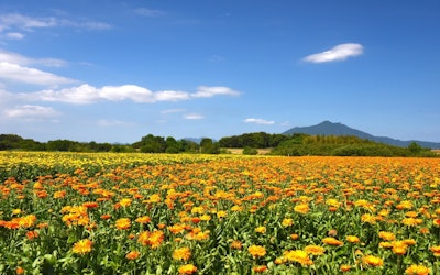 Shimotsuma City, Ibaraki: A Charming Place With Beautiful Seasonal Flowers and Bizarre Festivals Called "Kisai." A Look at Sightseeing Destinations, Events, Cuisine, and More!