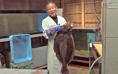 Handling a Huge Flatfish That's 90 cm Long and Weighs Over 10 kg! From Brilliant Artisanal Knife Work to Exquisite Cuisine!