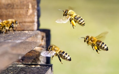 The Amazing Teamwork of Japanese Honey Bees as They Fight off an Invading Hornet! Take a Look at Their Ferocious Counterattack!
