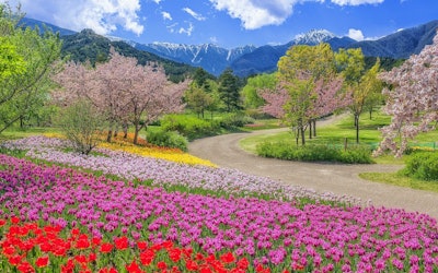 You've Never Seen a View Quite Like This! The Beautiful Tulip Fields Covering Alps Azumino National Government Park in Azumino, Nagano Prefecture, Are a Sight You’ve Got to See to Believe!