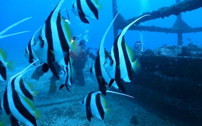 A Resort Island Known as a Natural Fishing Reef. Fish Watching on Hatsujima in Atami!