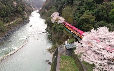 Enjoy the Cherry Blossoms of Hozukyo on the Sagano Romantic Train- "Sagano Rich"! On the Classically Designed Sightseeing Train, You Can Experience All Four Seasons While Enjoying the Natural Breeze in Kyoto!