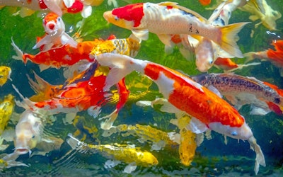Koi Are Often Called "Swimming Jewels" and "Swimming Art" in Japan... A Look at the Secrets of These Beautiful Aquarium Fish, Including the Different Varieties and Their Characteristics!