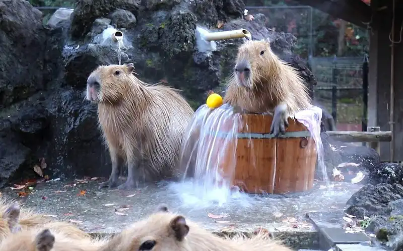 気持ちよさそうにカピバラが入浴する姿に思わずほっこり 埼玉県こども動物自然公園のカピバラ温泉は人間と変わらぬ入浴シーンが観察できる癒しのスポット 動物 生物 クールジャパンビデオ 日本の観光 旅行 グルメ 面白情報をまとめた動画キュレーションサイト